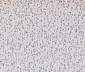 Anti-SND1 Antibody Picoband™ (monoclonal, 5F5E9)